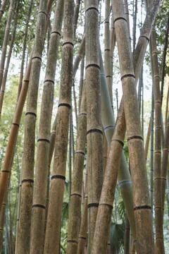 In bamboo forest Stock Photos