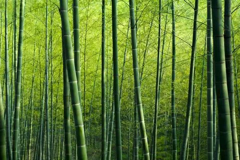 Bamboo Forest Stock Photos