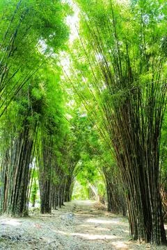 Bamboo forest Stock Photos