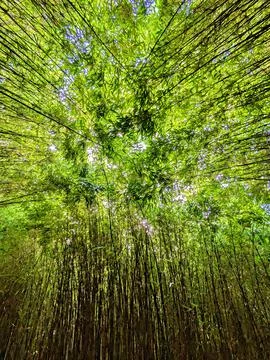 Bamboo forest Foto stock
