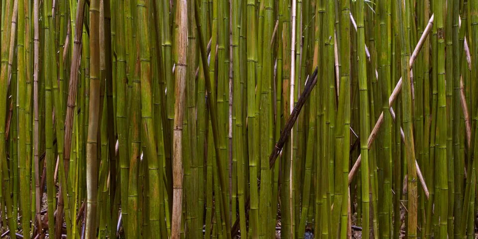 BAMBOO FOREST Stock Photos