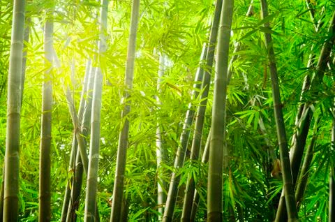 Bamboo forest with ray of lights Stock Photos