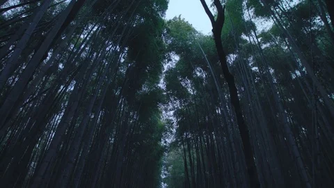 At the bamboo forest in Sagano. Stock Footage 84583288