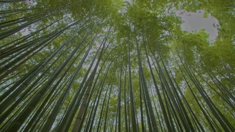 Bamboo forest in Sagano looking up Stock Footage 133152759