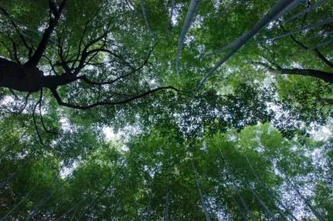 Bamboo forest seen from below Stock Photos