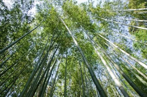 Bamboo forest seen from below Stock Photos