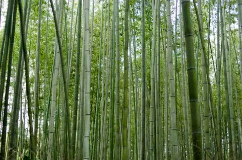 Bamboo forest seen from the side Stock Photos