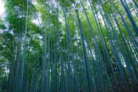 Bamboo forest seen from the side Stock Photos