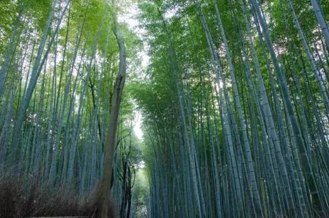 Bamboo forest seen from the side Stock Photos
