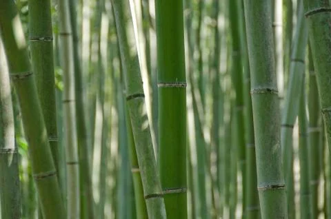 Bamboo forest seen from the side Stock Photos