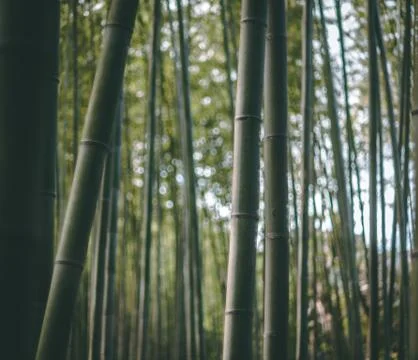 Bamboo forest, shallow depth of field Stock Photos