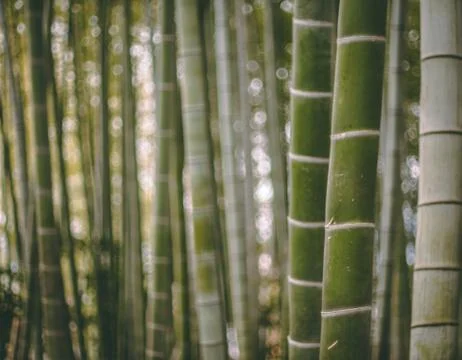 Bamboo forest, shallow depth of field Stock Photos