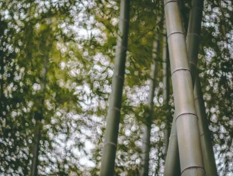 Bamboo forest, shallow depth of field Stock Photos