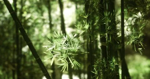 Bamboo forest showcasing dense green foliage and sunlight filtering through Stock Illustration