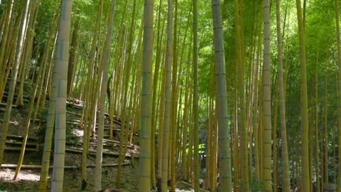 Bamboo Forest On A Slope With A Stone Wall, Bright Green Bamboo Lit By Sunlight Stock-Footage 347004252