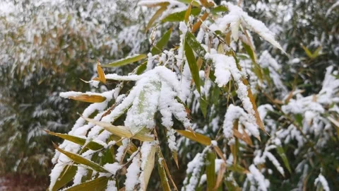Bamboo forest in snow Stock Footage 170031127