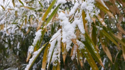 Bamboo forest in snow Stock Footage 170031131