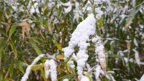 Bamboo forest in snow Stock Footage 170031159