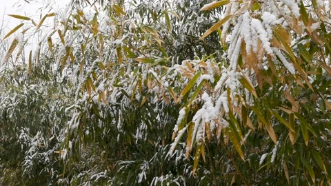 Bamboo forest in snow Stock Footage 170031167