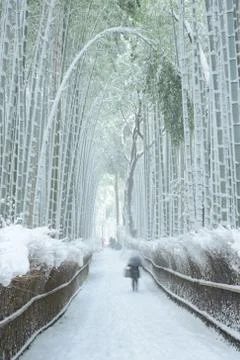 Bamboo forest in snow Stock Photos
