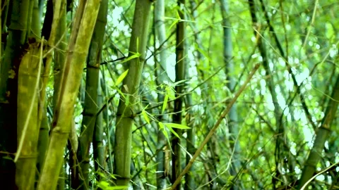 A Bamboo in the forest soaring high Stock Footage 235652038