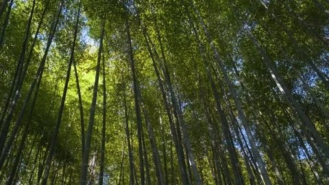 Bamboo forest in springtime. Abstract tree nature background Stock Footage 270801074