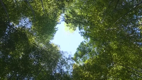 Bamboo forest in springtime. Rotating shot. Bottom view. Abstract tree nature Stock Footage 270800601