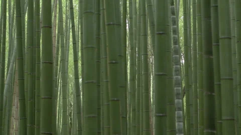 Bamboo forest static Stock Footage 133146429