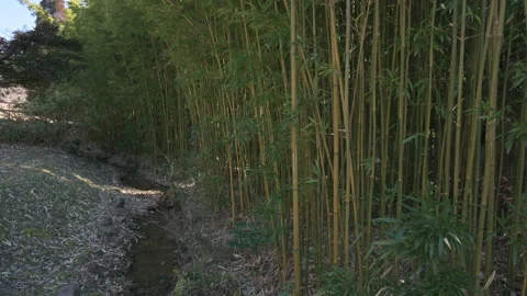 Bamboo forest, a stream and a blue sky. Stock Footage 171908177