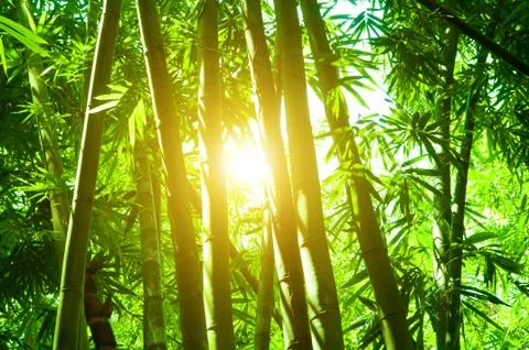 Bamboo forest with sun flare Stock Photos