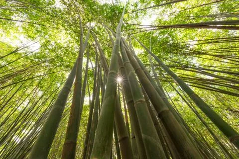 Bamboo forest with sun low angle view in China 스톡 사진