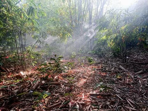 Bamboo forest with sunlight from between the branches Stock Photos
