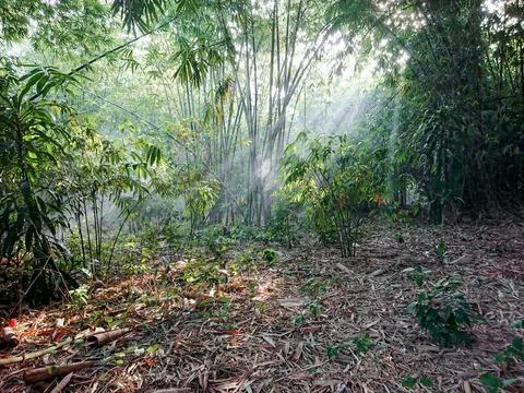 Bamboo forest with sunlight from between the branches Stock-Fotos