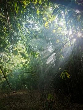Bamboo forest with sunlight from between the branches Stock Photos
