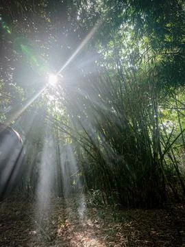 Bamboo forest with sunlight from between the branches Stock Photos
