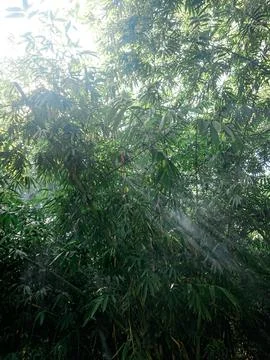 Bamboo forest with sunlight from between the branches Stock Photos