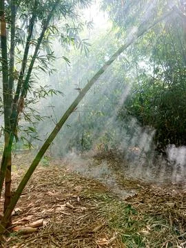 Bamboo forest with sunlight from between the branches Stock Photos