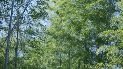 Bamboo forest with sunlight filtering through green leaves, natural background Stock Footage 345515129