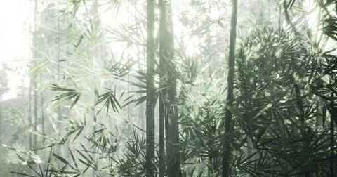 Bamboo forest with sunlight filtering through leaves in the morning Illustrazione stock