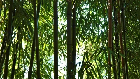 Bamboo Forest with Sunlight Видео 220733618