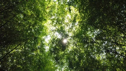 Bamboo forest with sunlight passing through leaves Stock Footage 103457756