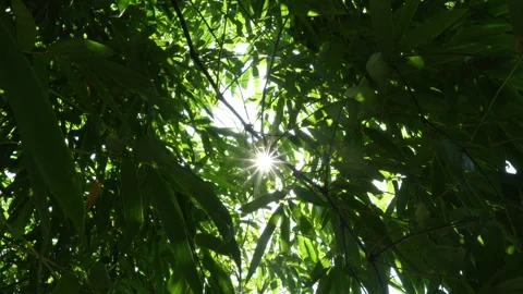 Bamboo forest with sunlight passing through. The nature is lush and green Stock Footage 291535488