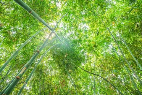 Bamboo forest with sunlight Stock Photos