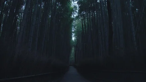 Bamboo forest before sunrise Stock Footage 84583852