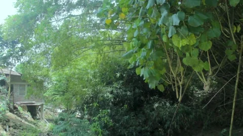 Bamboo forest surrounded by hibiscus trees in the countryside Stock Footage 234847631