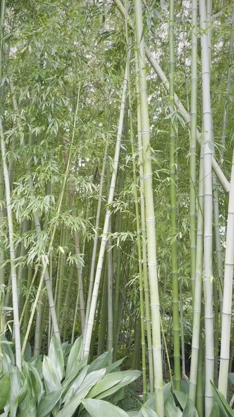 Bamboo forest sways in the wind Stock Footage 311511230