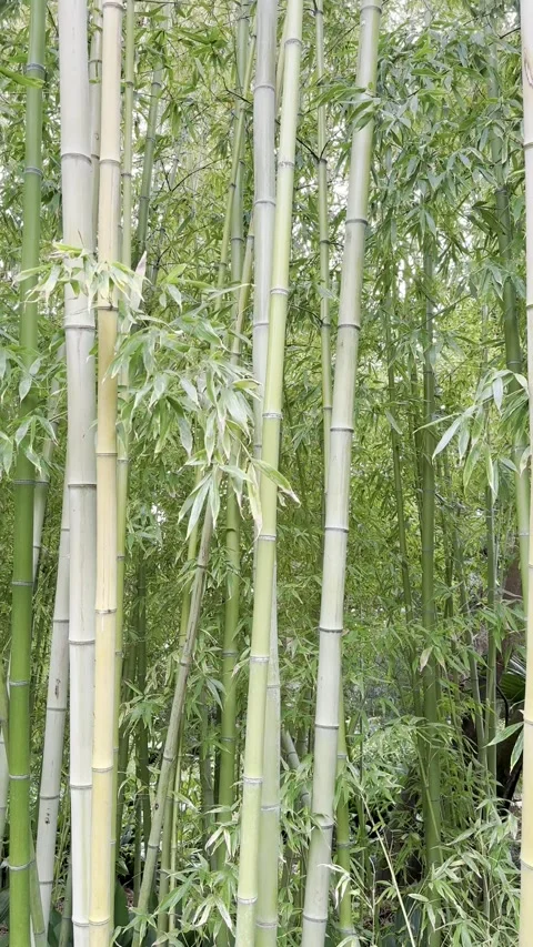 Bamboo forest sways in the wind Stock Footage 311511255