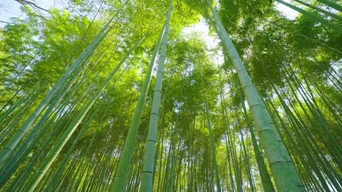 The bamboo forest through the sunlight and the sound of the wind Stock Footage 312987309