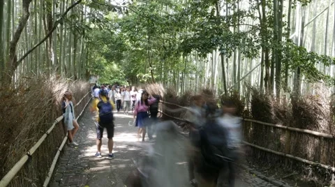 Bamboo Forest Time Lapse Video stock 63385853