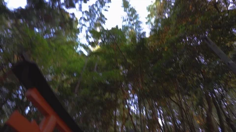 Bamboo Forest, Torii Gate and a Fox Statue. Stock Footage 111921426